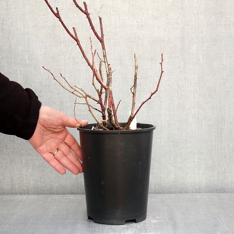 Rosa antica Madame Ernest Calvat Vaso da 4L/5L esemplare consegnato in inverno