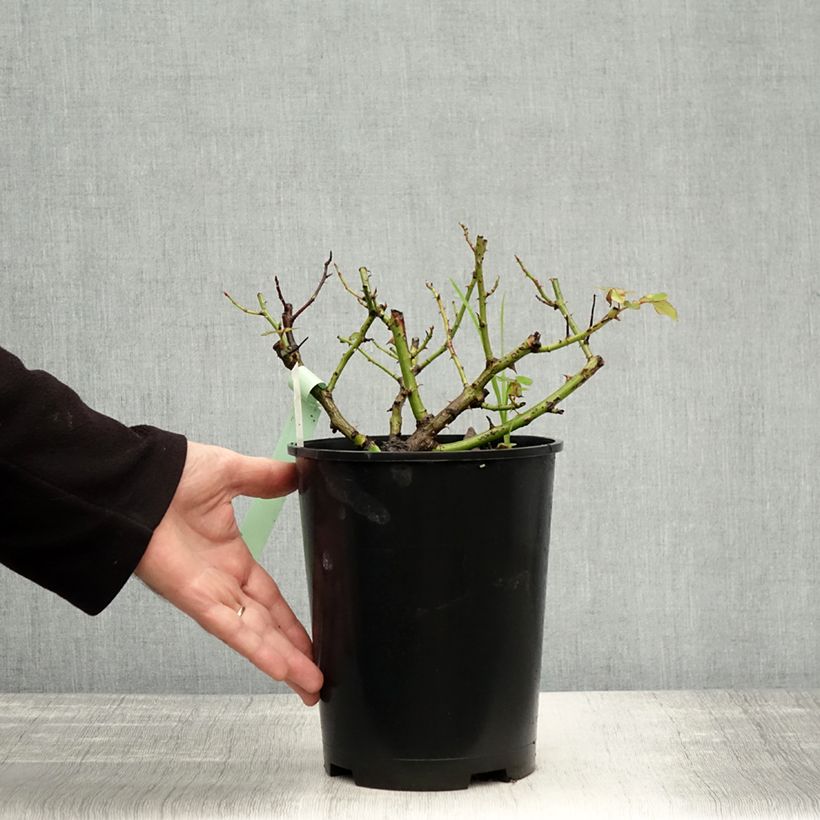 Esemplare di Rosa antica Mme Issac Pereire Vaso da 4L/5L come consegnato in autunno