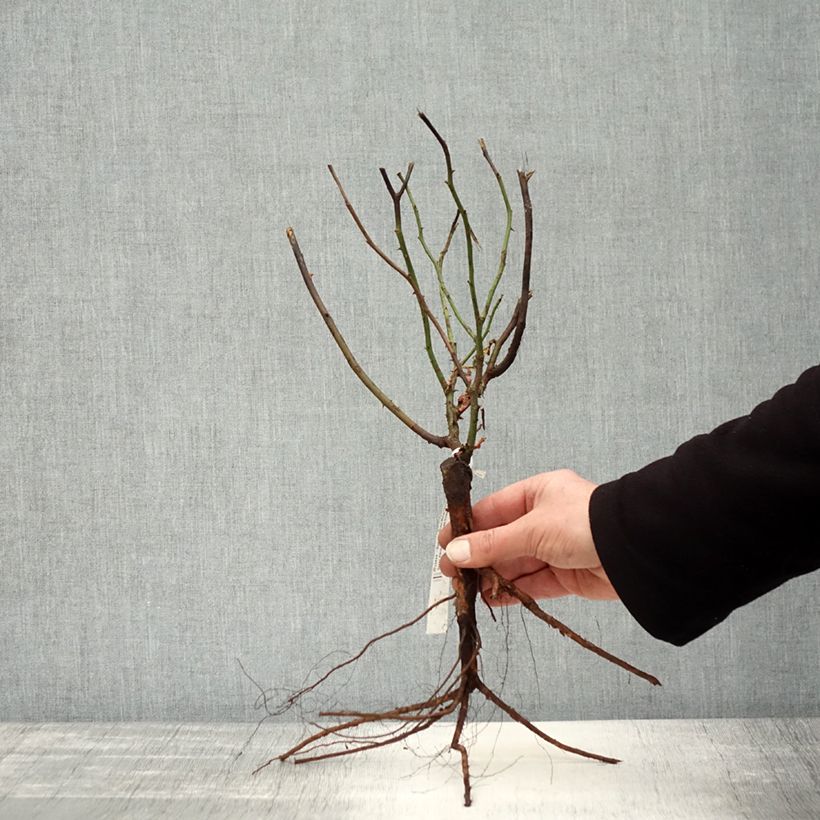 Rosa antica Mme Issac Pereire Piante piccole a radice nuda esemplare consegnato in inverno