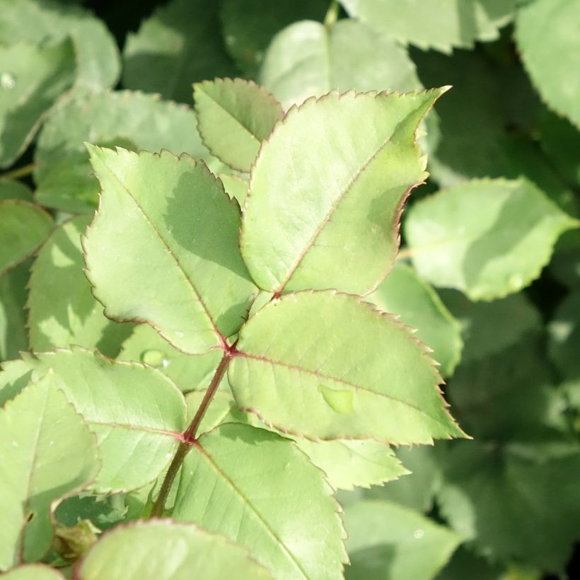Rosa antica Mme Issac Pereire (Fogliame)
