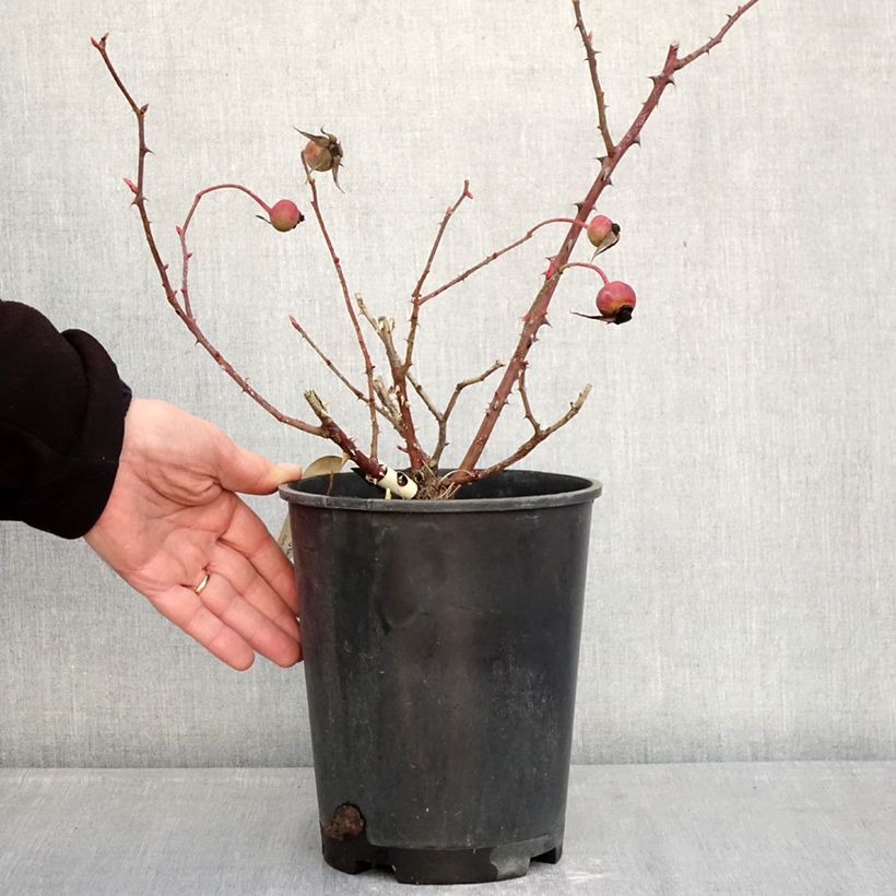 Rosa Mrs Oakley Fisher - Rose ibrida di tea Vaso da 4L/5L esemplare consegnato in inverno