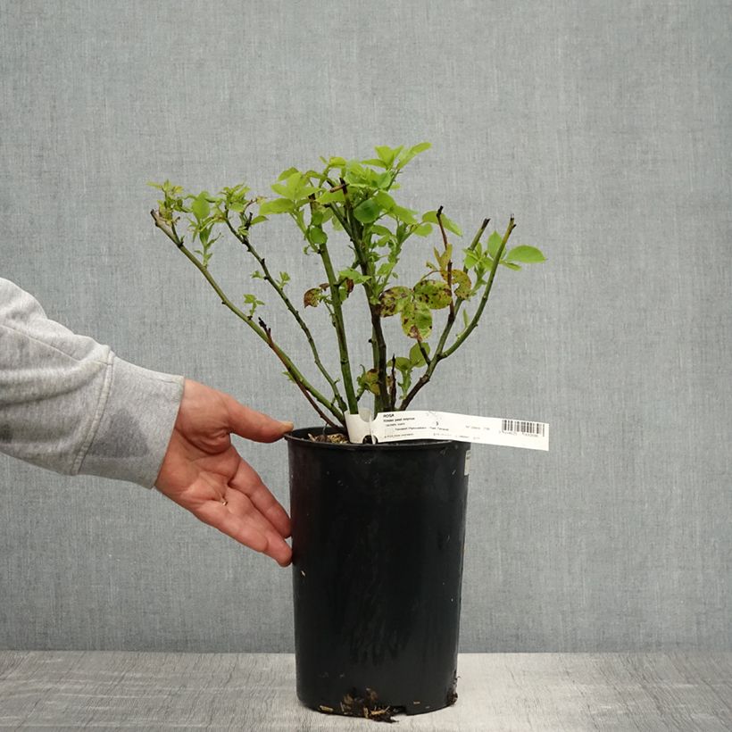 Rosa antica Paul Neyron Vaso da 4L/5L esemplare consegnato in primavera