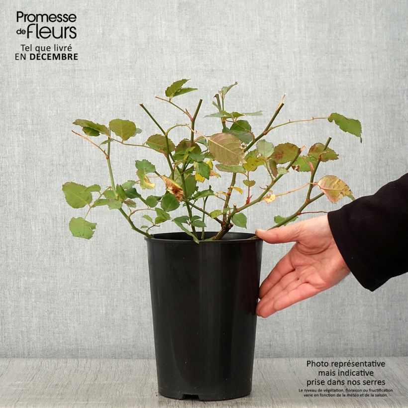 Esemplare di Rosa moscata Pénélope Vaso da 4L/5L come consegnato in autunno
