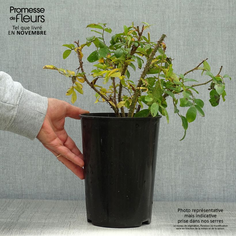 Esemplare di Rosa rugosa Pink Grootendorst Vaso da 4L/5L come consegnato in autunno
