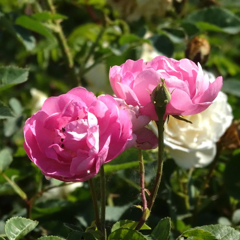 Rosa antica Raubritter (Fioritura)