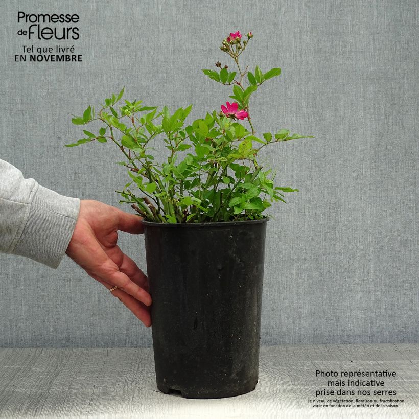 Esemplare di Rosa antica Red Ballerina Vaso da 4L/5L come consegnato in autunno