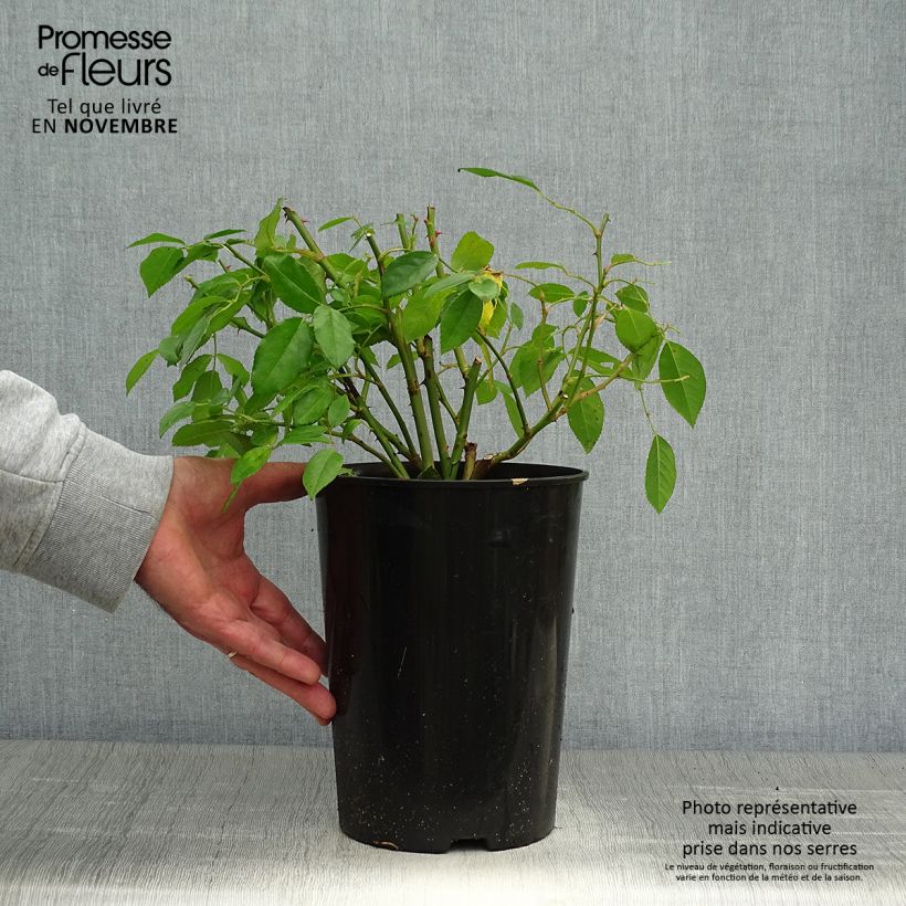 Esemplare di Rosa Sally Holmes Vaso da 3L/4L come consegnato in autunno