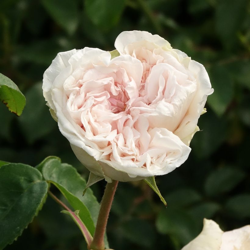 Rosa antica Souvenir de la Malmaison (Fioritura)