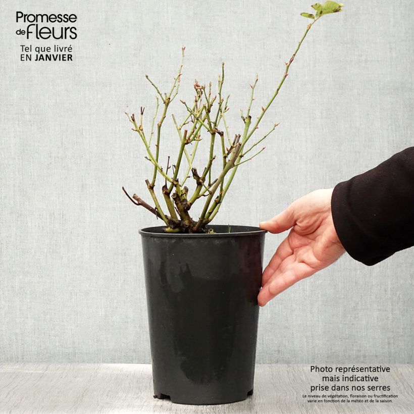 Rosa antica Souvenir du Dr Jamain Vaso da 4L/5L esemplare consegnato in inverno