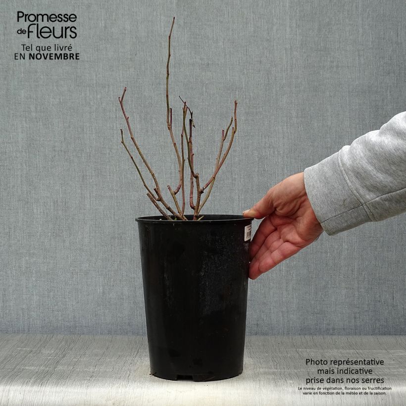 Esemplare di Rosa gallica Tuscany Superb - Rosa serpeggiante Vaso da 4L/5L come consegnato in autunno