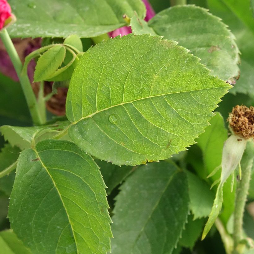 Rosa antica Ulrich Brunner fils (Fogliame)