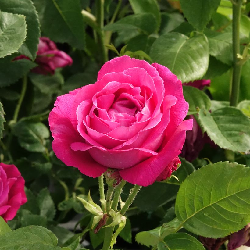 Rosa antica Ulrich Brunner fils (Fioritura)