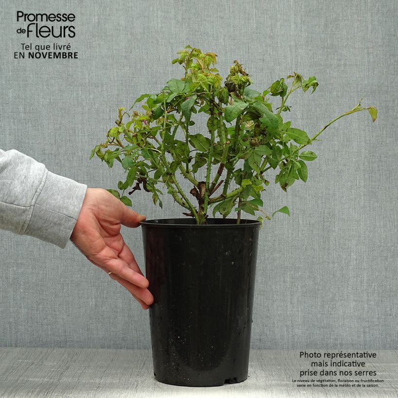 Esemplare di Rosa antica Variegata di Bologna Vaso da 4L/5L come consegnato in autunno