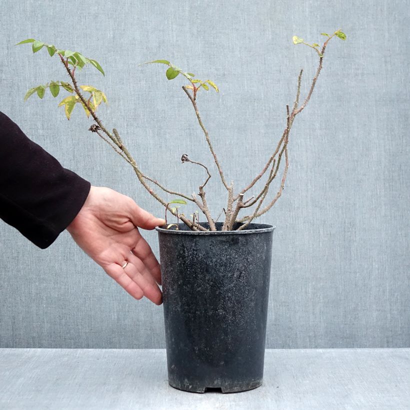 Esemplare di Rosa centifolia muscosa William Lobb Vaso da 4L/5L come consegnato in autunno