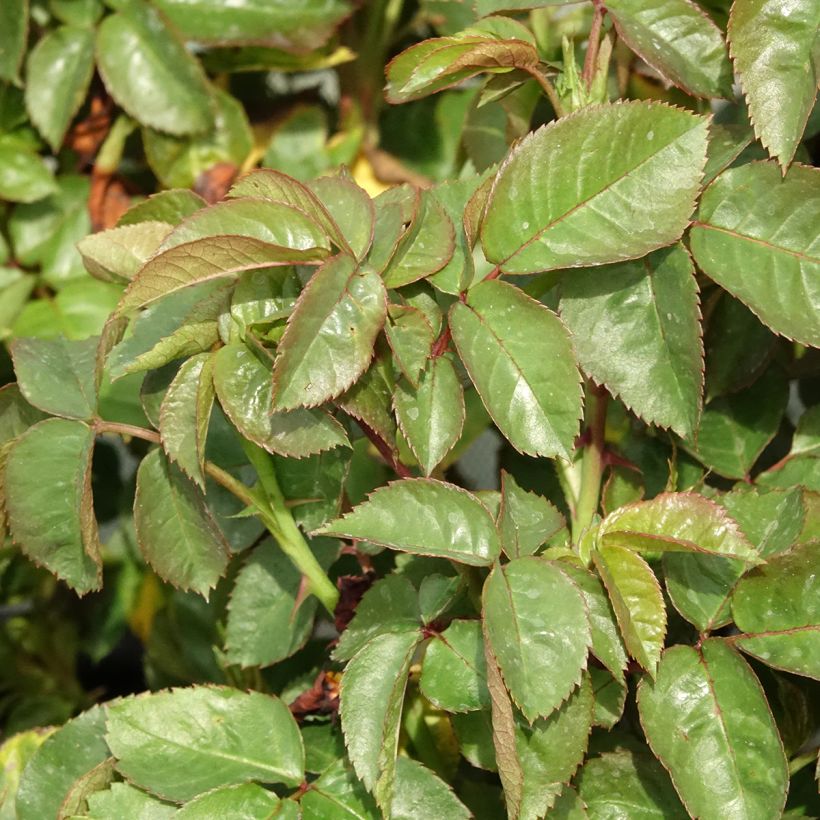 Rosa Hamlet Harfervour (Fogliame)