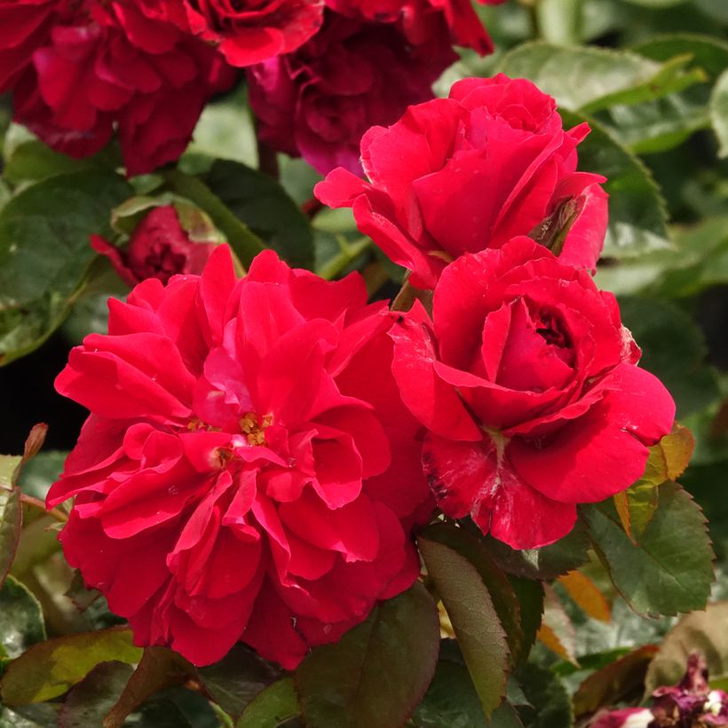 Rosa Hamlet Harfervour (Fioritura)