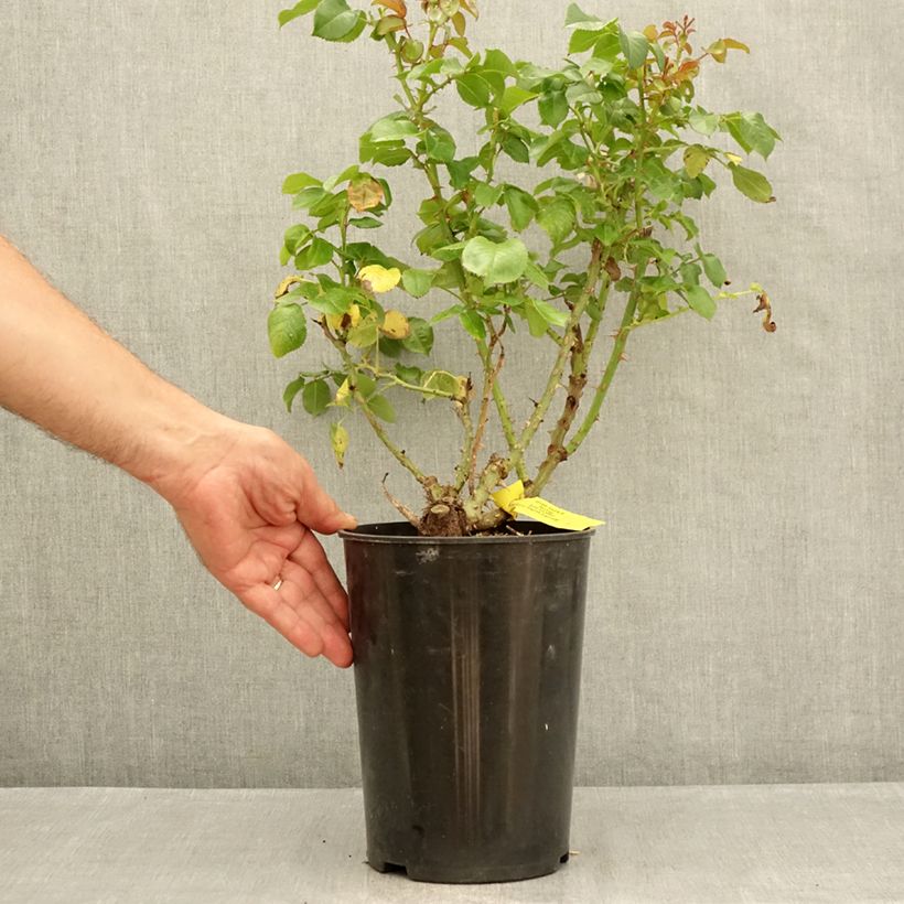 Esemplare di Rosa English Legend Hyde Park Vaso da 4L/5L consegnato in estate