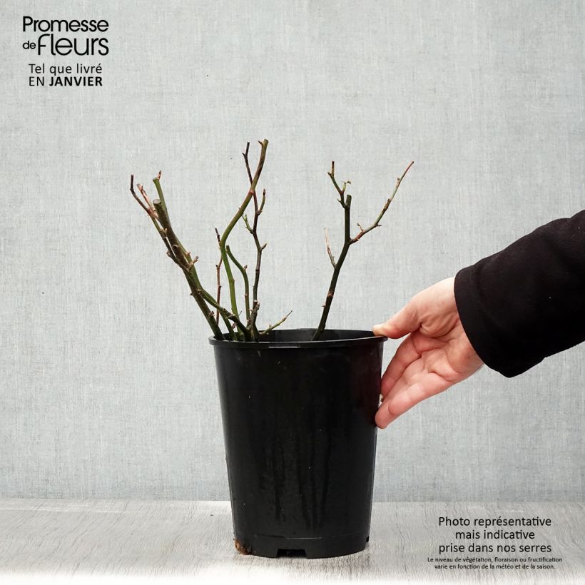 Rosa English Legend Hyde Park Vaso da 4L/5L esemplare consegnato in inverno