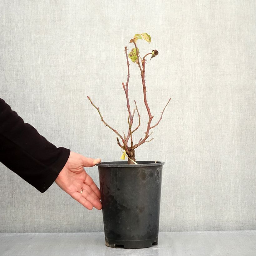 Esemplare di Rosa English Legend Sir Lancelot Vaso da 4L/5L come consegnato in autunno