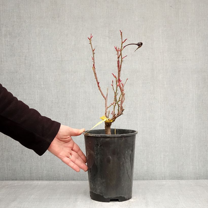 Rosa English Legend Sir Lancelot Vaso da 4L/5L esemplare consegnato in inverno