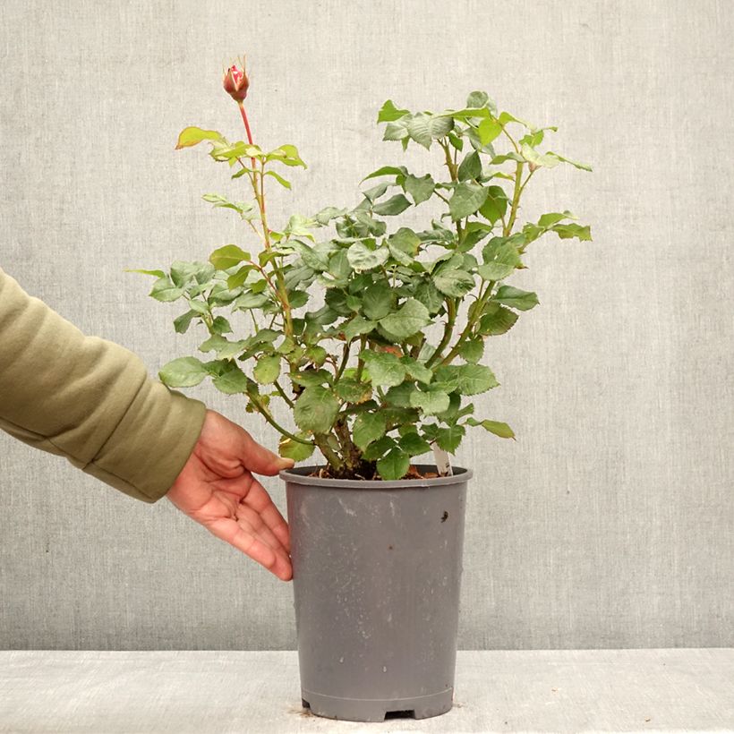 Rosa English Legend Sir Lancelot Vaso da 4L/5L esemplare consegnato in primavera