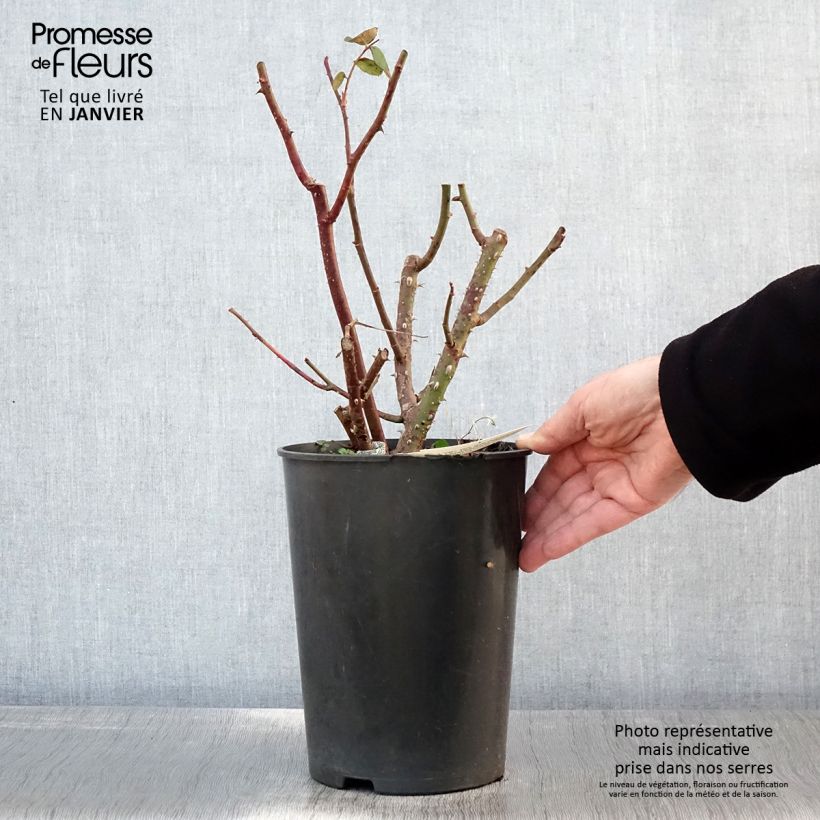 Rosa Eustacia Vye Vaso da 4L/5L esemplare consegnato in inverno