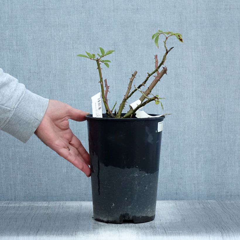 Esemplare di Rosa moscata Alden Biesen Vaso da 4L/5L come consegnato in autunno