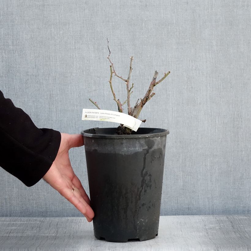 Rosa moscata Alden Biesen Vaso da 4L/5L esemplare consegnato in inverno