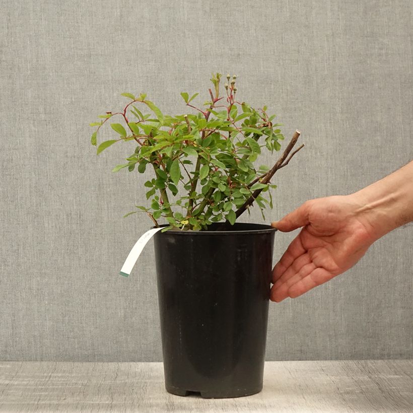 Rosa moscata Alden Biesen Vaso da 4L/5L esemplare consegnato in primavera