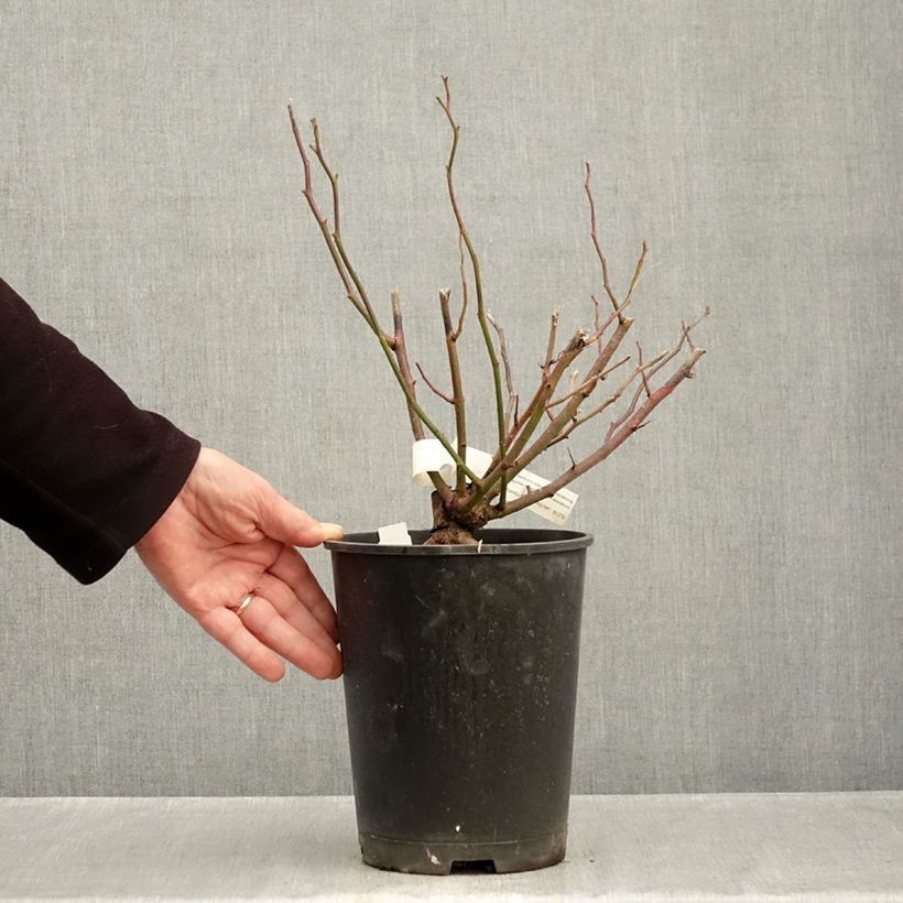 Esemplare di Rosa polyantha Allevia Vaso da 4L/5L come consegnato in autunno