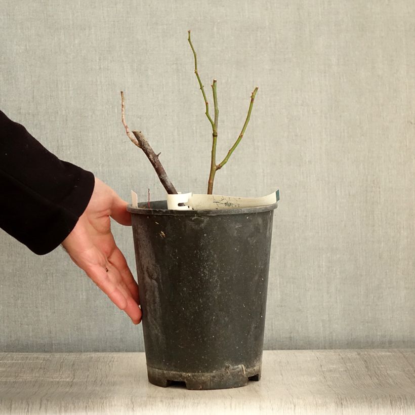 Rosa polyantha Allevia Vaso da 4L/5L esemplare consegnato in inverno