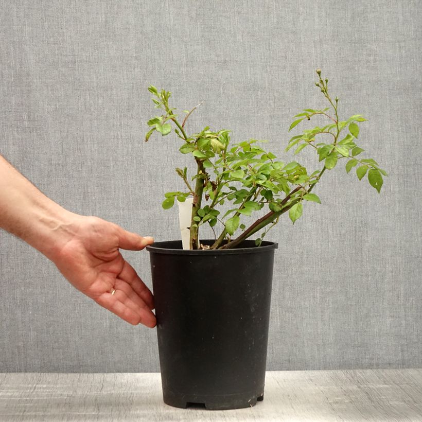 Rosa polyantha Allevia Vaso da 4L/5L esemplare consegnato in primavera