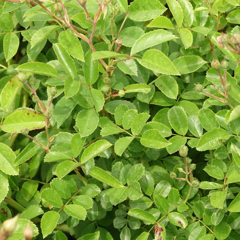 Rosa moscata Annelies LENplero (Fogliame)