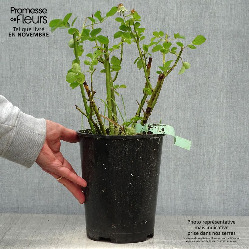 Esemplare di Rosa polyantha Astrid Lindgren Vaso da 4L/5L come consegnato in autunno