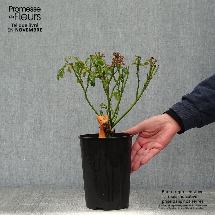 Esemplare di Rosa polyantha Bonica Vaso da 3L/4L come consegnato in autunno