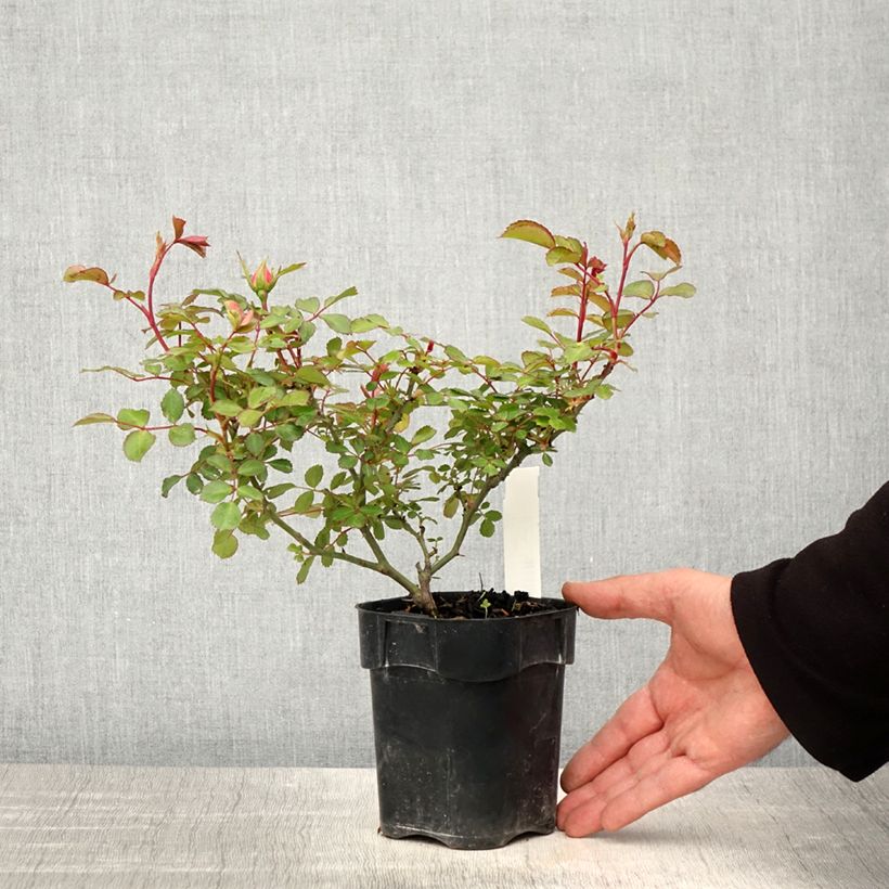 Rosa polyantha Bonica Vaso da Ø 10 cm/11 cm esemplare consegnato in primavera