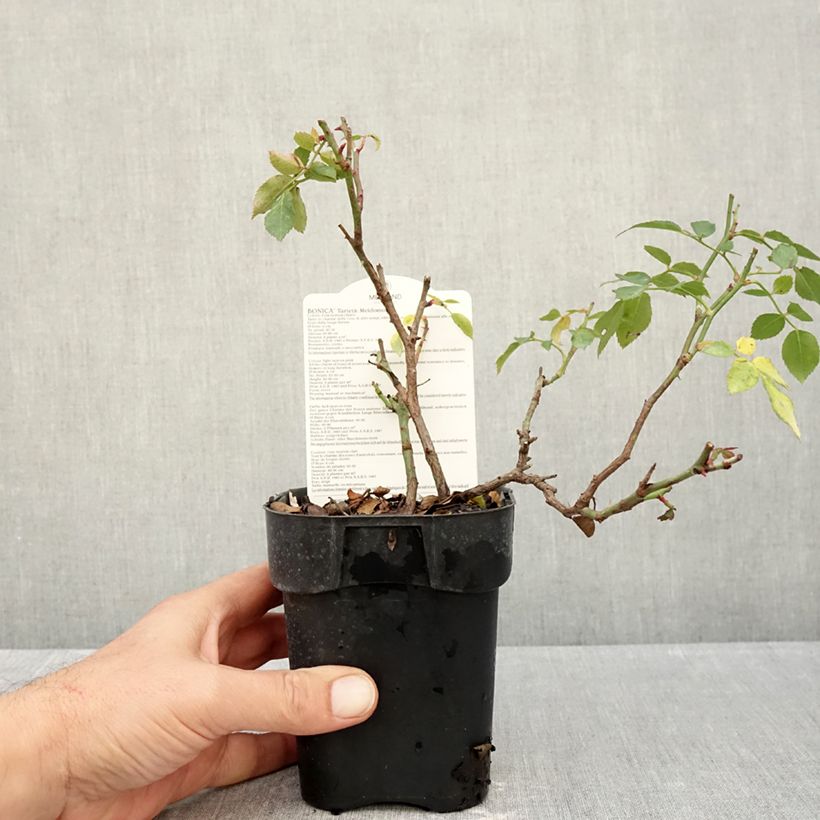 Esemplare di Rosa polyantha Bonica Vaso da Ø 10 cm/11 cm come consegnato in autunno