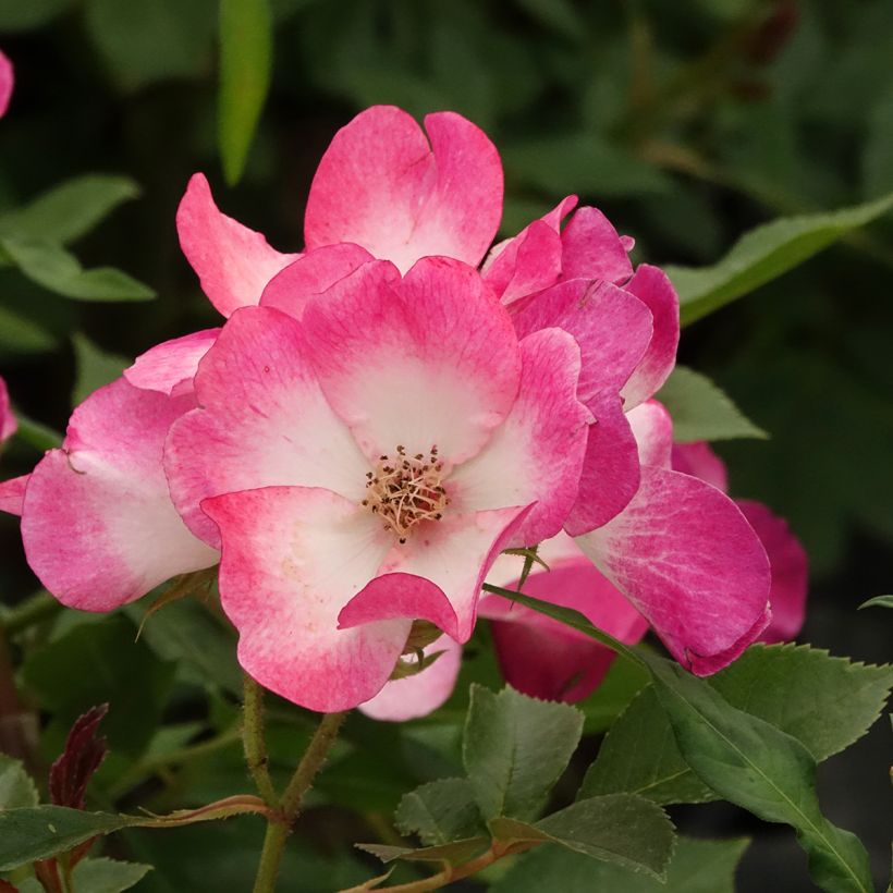 Rosa polyantha Bukavu Lenbrirus (Fioritura)