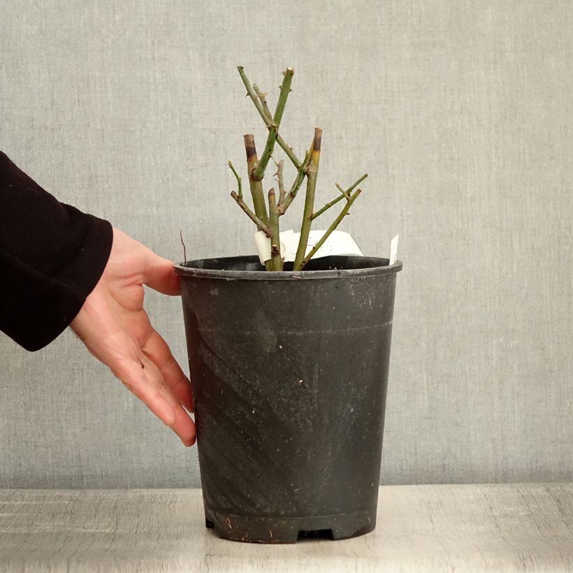 Rosa polyantha Bukavu Lenbrirus Vaso da 4L/5L esemplare consegnato in inverno