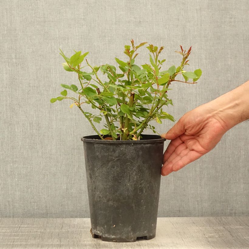 Rosa polyantha Bukavu Lenbrirus Vaso da 4L/5L esemplare consegnato in primavera