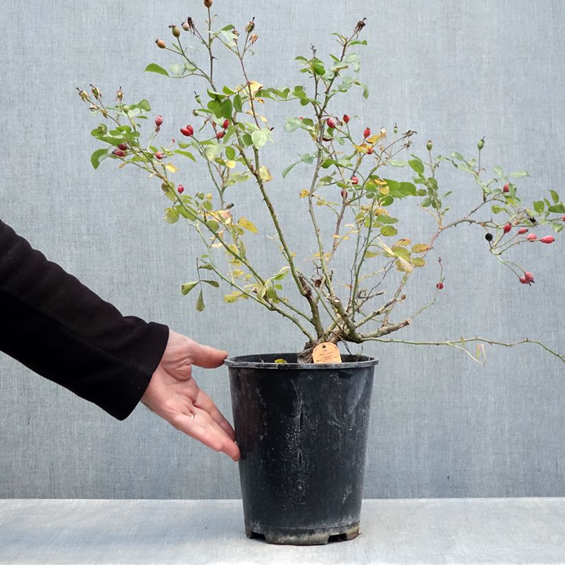 Esemplare di Rosa Candia Meillandecor Vaso da 4L/5L come consegnato in autunno