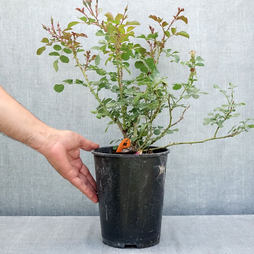 Esemplare di Rosa Candia Meillandecor Vaso da 4L/5L consegnato in estate
