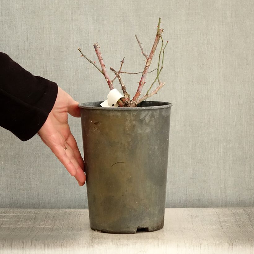 Rosa moscata Chateau de Munsbach Vaso da 4L/5L esemplare consegnato in inverno