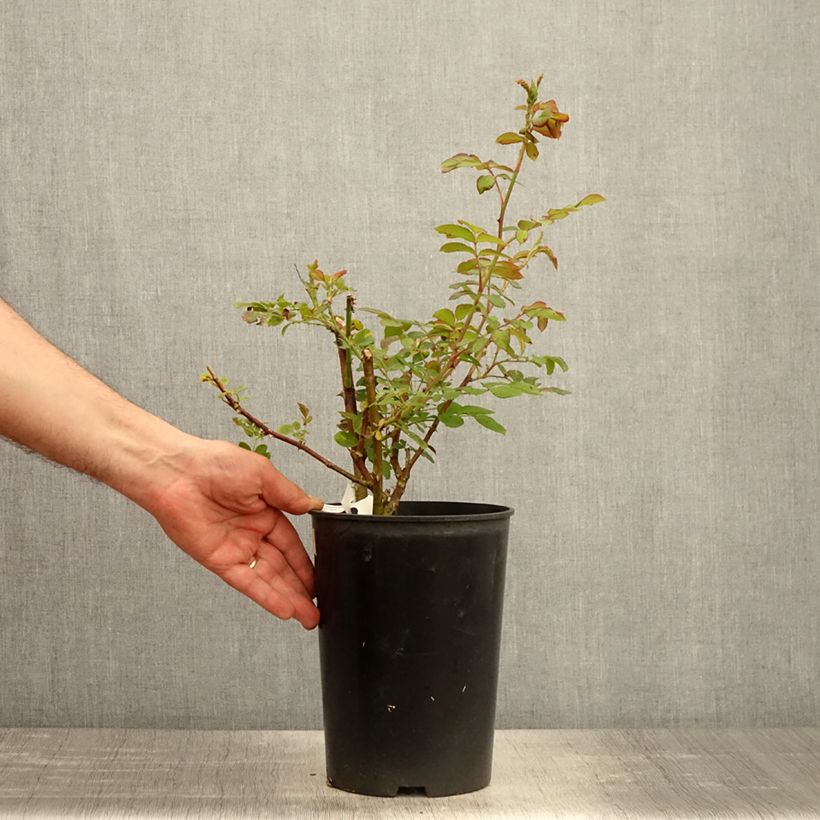 Rosa moscata Chateau de Munsbach Vaso da 4L/5L esemplare consegnato in primavera