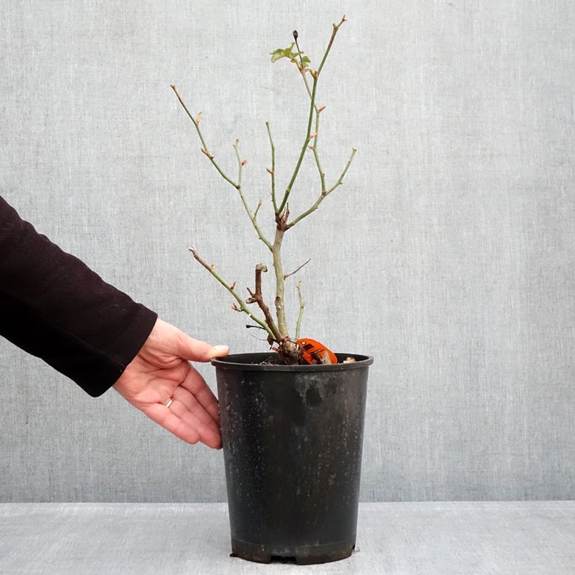 Rosa Deborah Meillandecor Vaso da 4L/5L esemplare consegnato in inverno