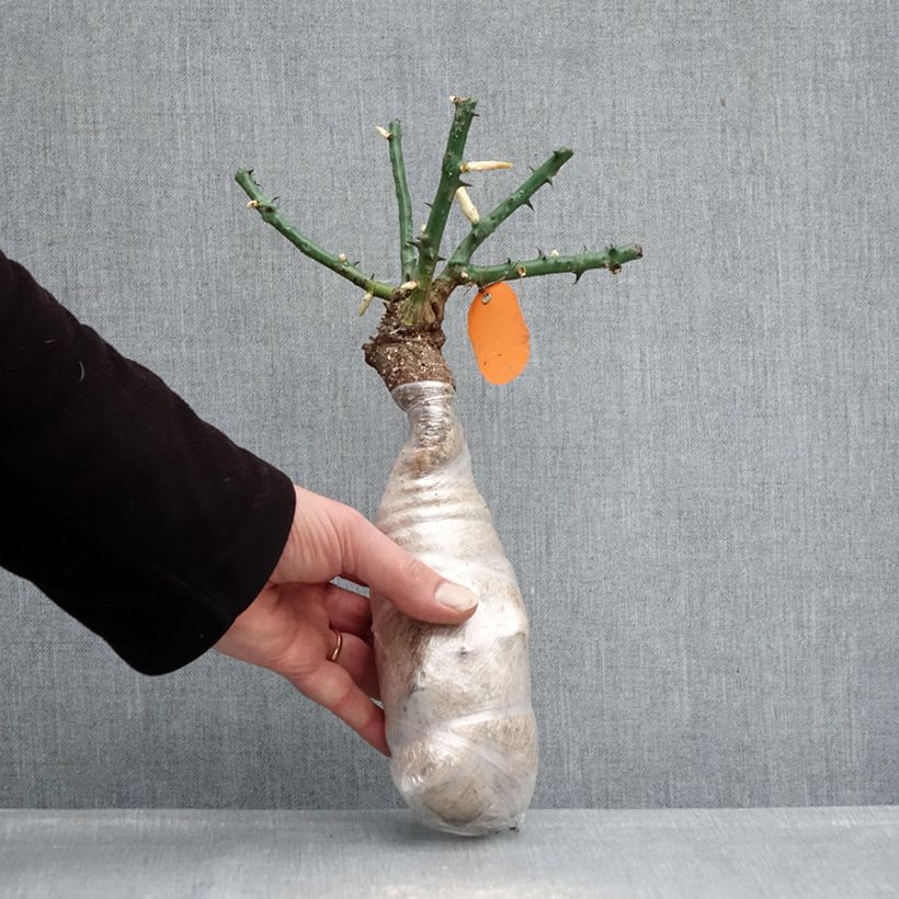 Rosa Deborah Meillandecor Zolla a radice nuda esemplare consegnato in inverno