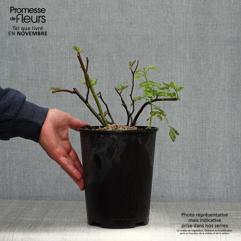 Esemplare di Rosa moscata Dinky VELheav Vaso da 4L/5L come consegnato in autunno