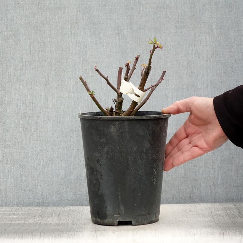 Rosa moscata Dinky VELheav Vaso da 4L/5L esemplare consegnato in inverno