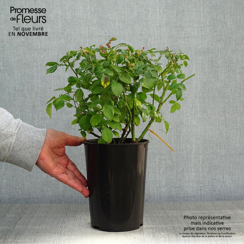 Esemplare di Rosa Escimo Vaso da 3L/4L come consegnato in autunno