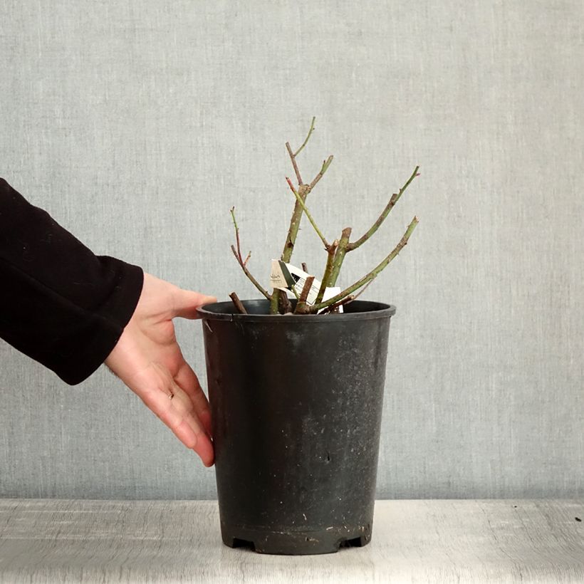 Rosa gallica officinalis Etoile Pourpre Vaso da 4L/5L esemplare consegnato in inverno